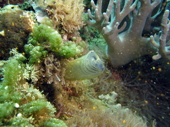2011-10-21 - Lusong Gunboat Sangat Island (14)
