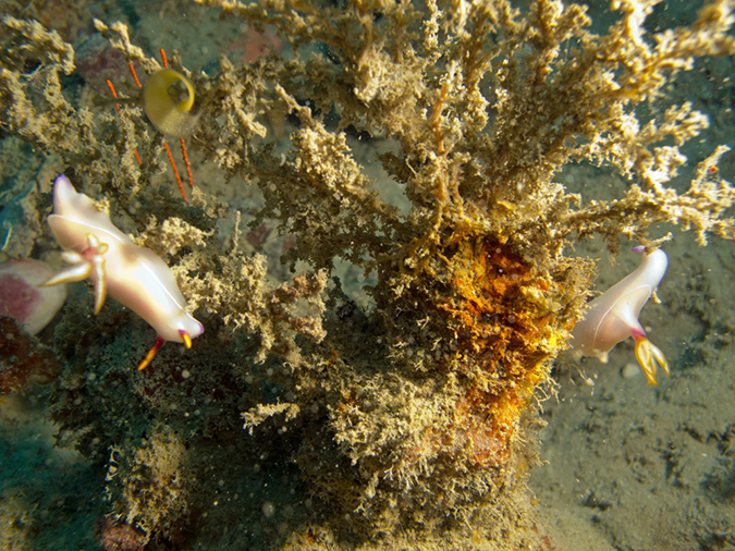 2011-10-21 - Irako Wreck Sangat Island (8)