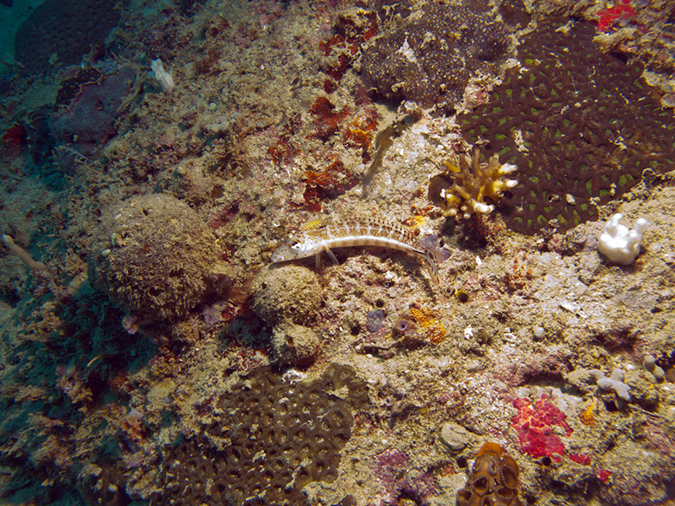 2011-10-21 - Lusong Gunboat Sangat Island (5)