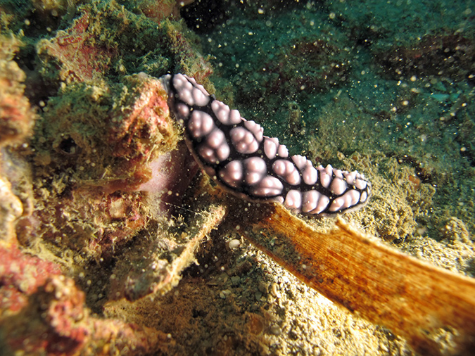 2011-10-24 - Olympia Maru wreck Sangat Island (5)