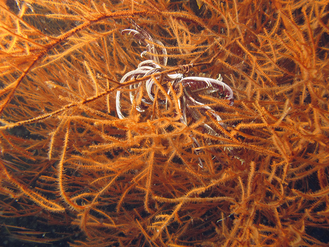 2011-10-20 - Olympia Maru Wreck Sangat Island (8)