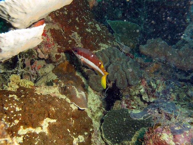 2011-10-23 - Lusong Reef off off Lusong Island Sangat Island (12)
