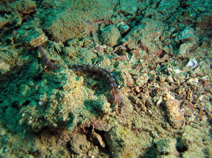 2011-10-22 - Okikawa Maru Tanker Wreck Sangat Island (12)