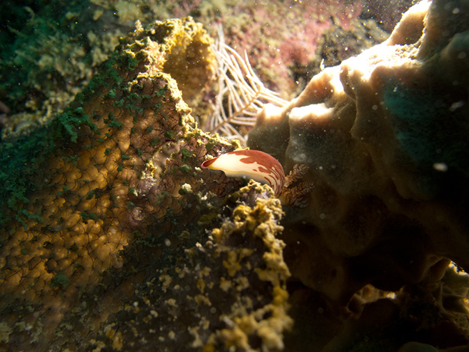 2011-10-23 - Lusong Reef off off Lusong Island Sangat Island (15)