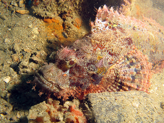 2011-10-24 - Olympia Maru wreck Sangat Island (18)