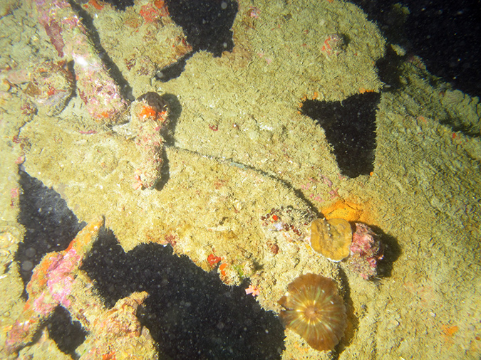 2011-10-24 - Akitsushima Wreck Sangat Island (10)