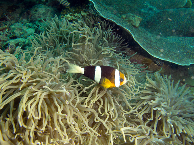 2011-10-23 - Lusong Reef off off Lusong Island Sangat Island (1)