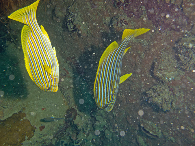 2011-10-22 - Akistushima Wreck Sangat Island (3)