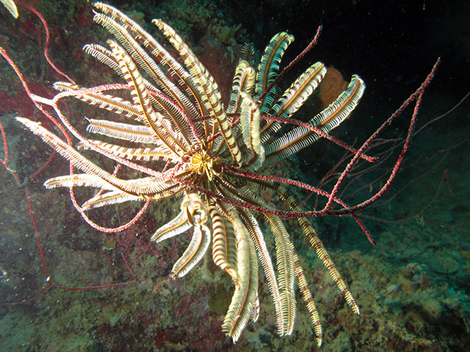 2011-10-22 - Coral Gardens off of Sangat Island (14)