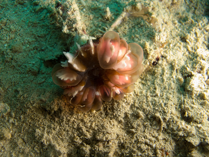 2011-10-22 - Coral Gardens off of Sangat Island (6)