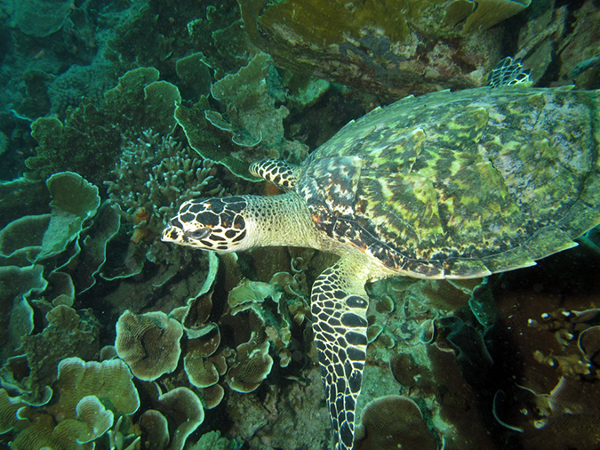 2011-10-23 - Lusong Reef off off Lusong Island Sangat Island (30)