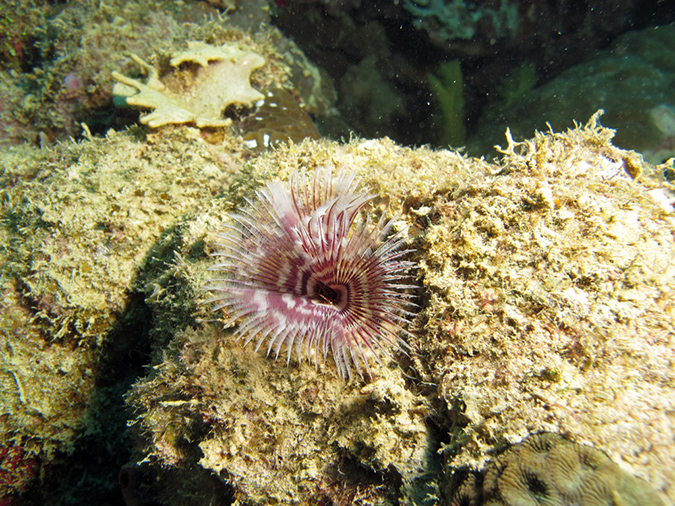 2011-10-21 - Irako Wreck Sangat Island (13)