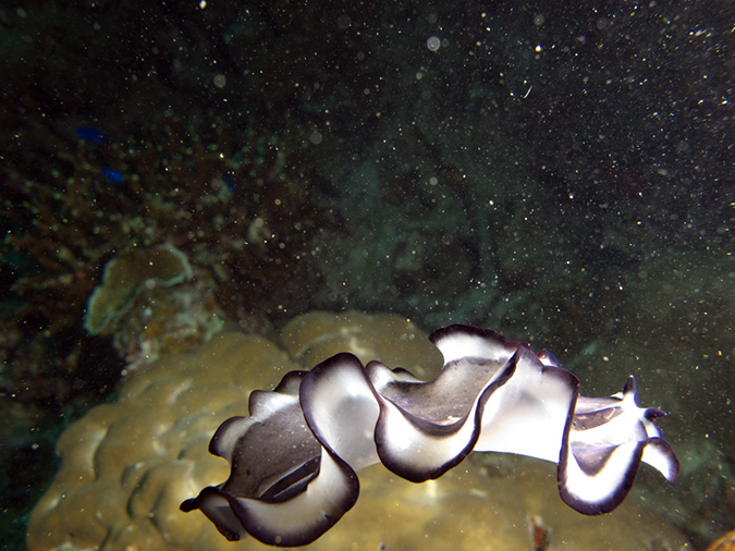 2011-10-20 - Dynamite Reef Culion Island (3)