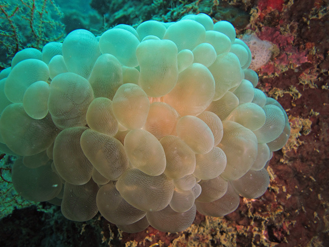 2011-10-22 - Coral Gardens off of Sangat Island (9)