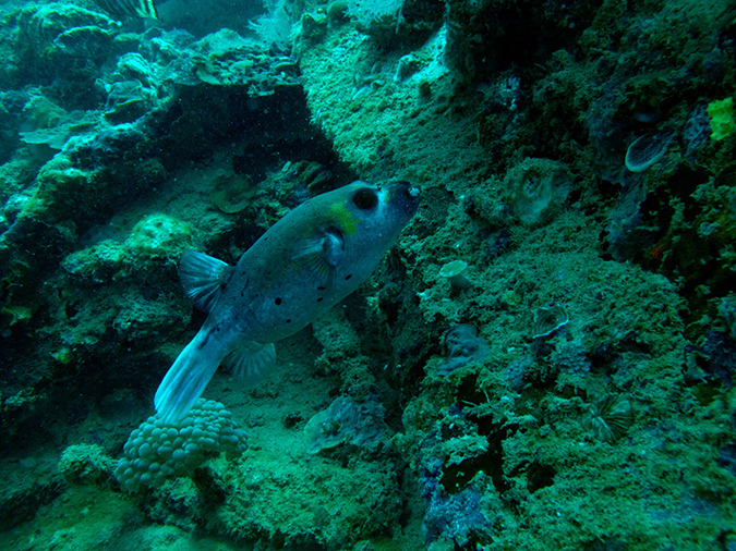 2011-10-24 - Olympia Maru wreck Sangat Island (11)