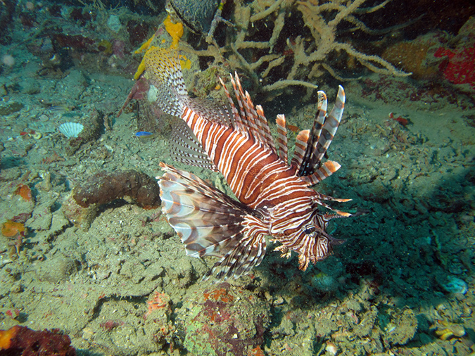 2011-10-20 - Olympia Maru Wreck Sangat Island (9)