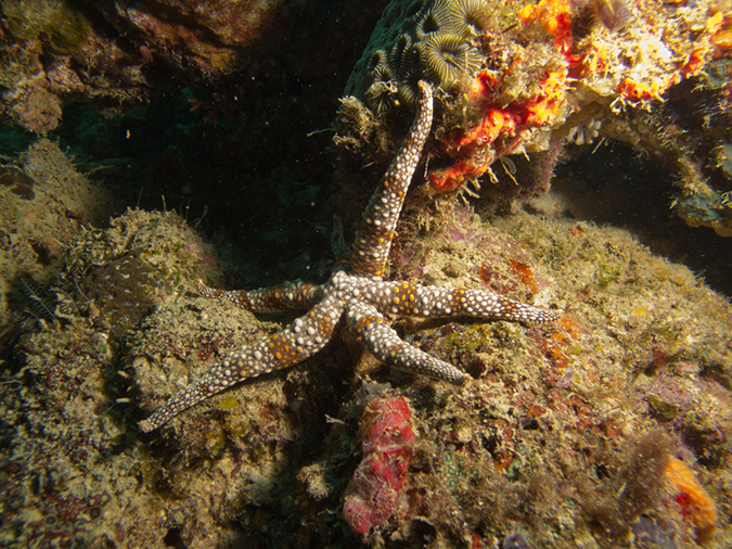 2011-10-20 - Dynamite Reef Culion Island (15)