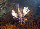 2011-10-23 - Marazan Wreck Sangat Island (2)