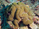 2011-10-24 - Olympia Maru wreck Sangat Island (4)