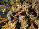 2011-10-20 - Olympia Maru Wreck Sangat Island (17)