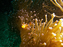 2011-10-23 - Lusong Reef off off Lusong Island Sangat Island (10)