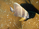 2011-10-23 - Kogya Maru Wreck Sangat Island (7)