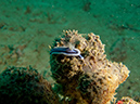 2011-10-22 - Coral Gardens off of Sangat Island (3)