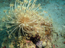 2011-10-21 - Lusong Gunboat Sangat Island (1)