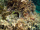 2011-10-21 - Lusong Gunboat Sangat Island (9)
