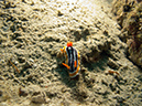 2011-10-23 - Lusong Reef off off Lusong Island Sangat Island (22)