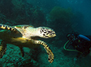 2011-10-22 - Coral Gardens off of Sangat Island (12)