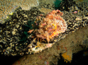 2011-10-23 - Kogya Maru Wreck Sangat Island (6)
