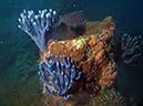 2011-10-24 - Olympia Maru wreck Sangat Island (24)
