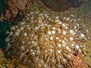 2011-10-22 - Akistushima Wreck Sangat Island (1)