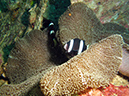 2011-10-22 - Okikawa Maru Tanker Wreck Sangat Island (17)