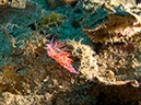 2011-10-21 - Irako Wreck Sangat Island (10)