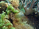 2011-10-21 - Lusong Gunboat Sangat Island (14)