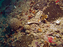 2011-10-21 - Lusong Gunboat Sangat Island (5)
