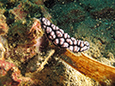 2011-10-24 - Olympia Maru wreck Sangat Island (5)