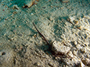 2011-10-23 - Lusong Reef off off Lusong Island Sangat Island (6)