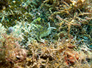 2011-10-21 - Lusong Gunboat Sangat Island (8)