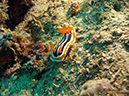 2011-10-21 - Lusong Gunboat Sangat Island (6)