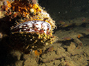2011-10-24 - Olympia Maru wreck Sangat Island (12)