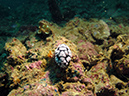 2011-10-24 - Olympia Maru wreck Sangat Island (13)