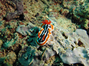 2011-10-23 - Lusong Reef off off Lusong Island Sangat Island (20)