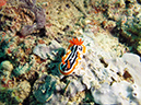 2011-10-23 - Lusong Reef off off Lusong Island Sangat Island (19)