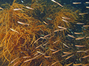 2011-10-23 - Kogya Maru Wreck Sangat Island (4)