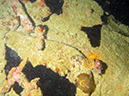 2011-10-24 - Akitsushima Wreck Sangat Island (10)