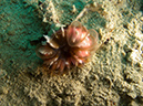 2011-10-22 - Coral Gardens off of Sangat Island (6)