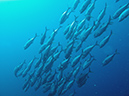 2011-10-21 - Irako Wreck Sangat Island (11)